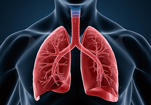 Illustration of human airway